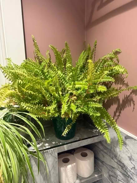 Photo of free Plants pots and soil (Kilburn) #2