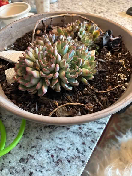 Photo of free Misc succulent (North Augusta) #1