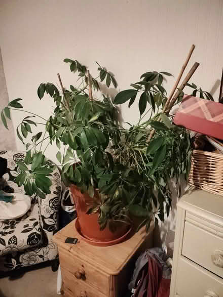 Photo of free Umbrella Plant (Sarisbury Green SO31) #1