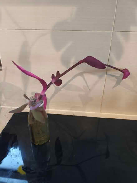 Photo of free Plant cuttings (Golders green NW11) #2
