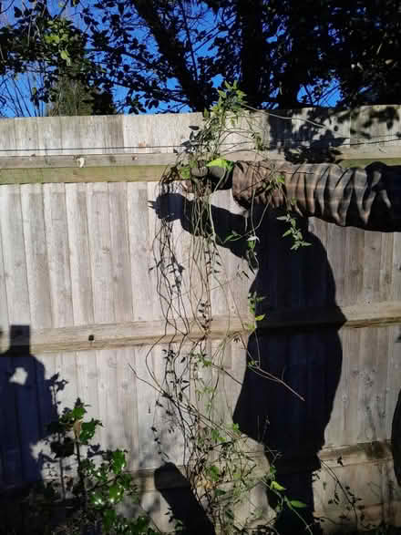 Photo of free Jasmine (Guildford Road, Horsham) #1