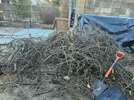 Photo of free cut tree and hedge branches (Headington OX3) #1