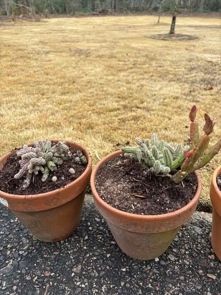 Photo of free Cactus (North Augusta) #1