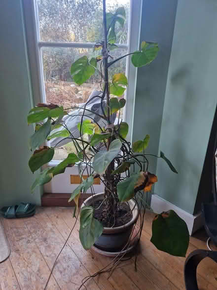 Photo of free A very unhappy monstera (Crystal Palace, SE19) #1