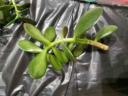 Photo of free Money plant Jade (Headington OX3) #4