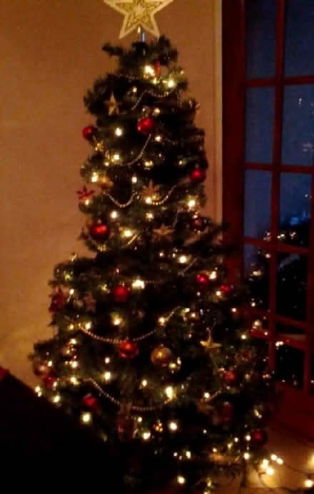 Photo of free Christmas trees (Seaton Delaval NE25) #2