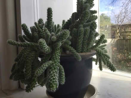 Photo of free Cactus pieces (Lewes BN7) #2