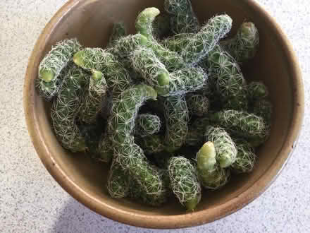 Photo of free Cactus pieces (Lewes BN7) #3