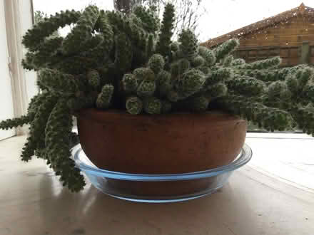 Photo of free Cactus pieces (Lewes BN7) #1