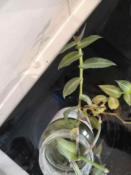 Photo of free Plant cuttings (Golders green NW11) #4