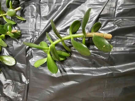 Photo of free Money plant Jade (Headington OX3) #2