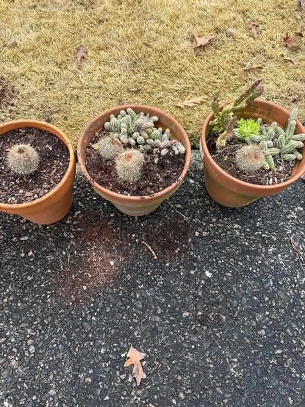Photo of free Cactus #2 (North Augusta) #1