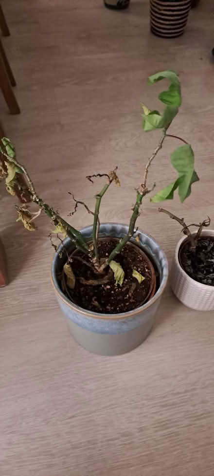 Photo of free Plants needing reviving (Sw19 2rr) #1