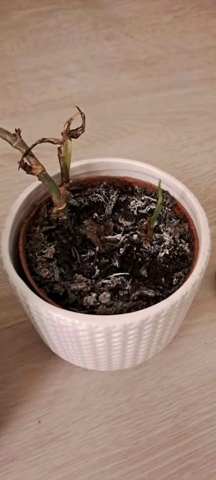 Photo of free Plants needing reviving (Sw19 2rr) #2