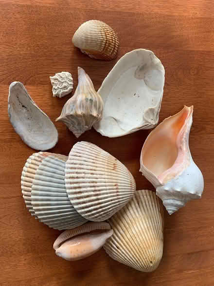 Photo of free Shells for craft projects (West Townsend) #2