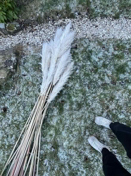 Photo of free Pampas grass (Wadsley S6) #1