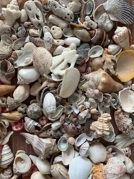 Photo of free Shells for craft projects (West Townsend) #1