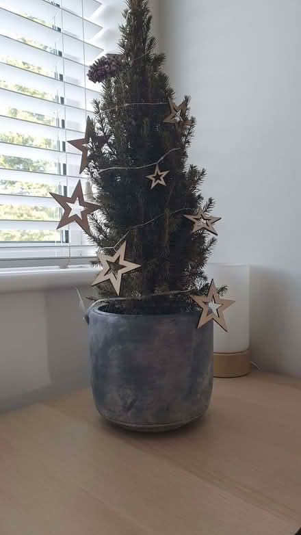 Photo of free Small (real) xmas tree with lights (Hockley Heath B94) #1