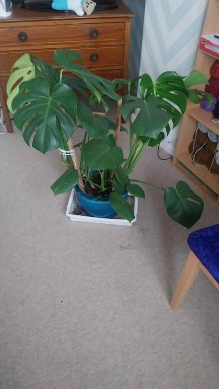Photo of free Cheese plant (Kenton HA3) #3