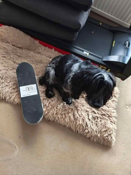 Photo of free Kid's skateboard (TN39 4JT) #1