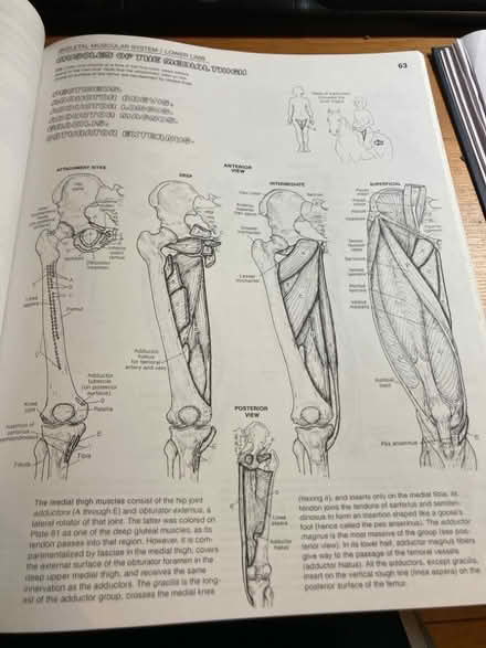 Photo of free Anatomy Colouring Book (CT5) #3
