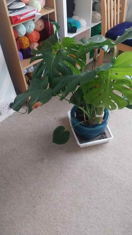 Photo of free Cheese plant (Kenton HA3) #1