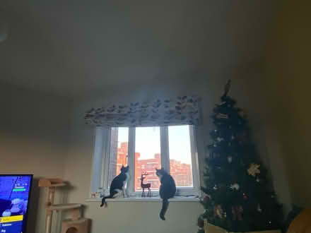 Photo of free Christmas Tree (Denmark Hill SE5) #3