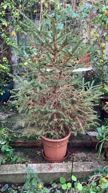 Photo of free Christmas tree with roots in pot (Brixton Hill SW2) #1