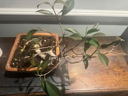 Photo of free Bonsai plant (SE11) #1