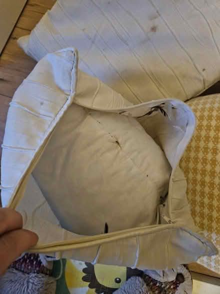 Photo of free 5 x cushions - covers are removable (Kenilworth CV8) #2