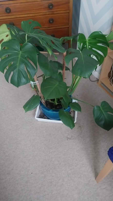 Photo of free Cheese plant (Kenton HA3) #2