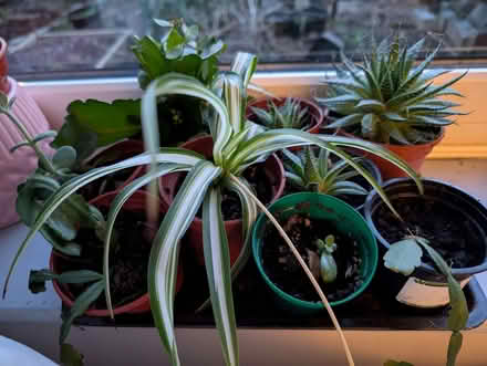 Photo of free Rooted Plant Cuttings (Saltaire BD18) #1