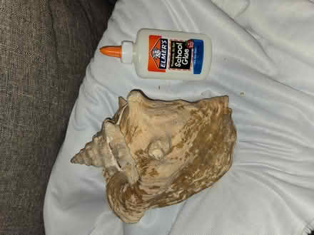 Photo of free Large Conch Shell (Laurel) #2