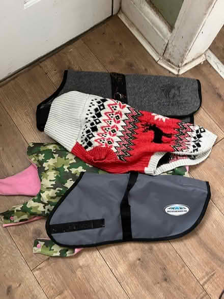 Photo of free Elderly dog selection incl pram (Salford 6 M6 8) #3