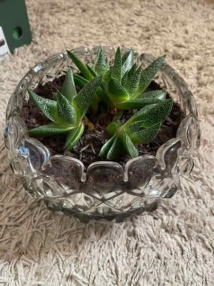 Photo of free Indoor succulents in glass bowl (Oxford OX2) #1