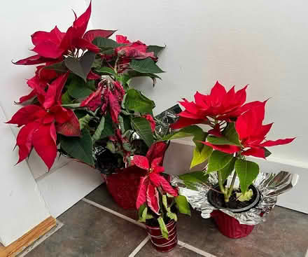 Photo of free Poinsettias (Wedgwood) #1