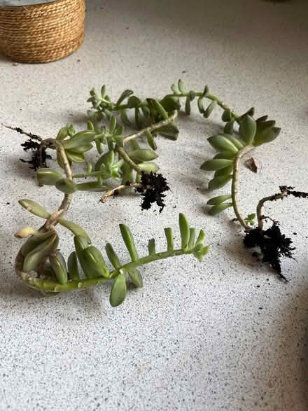Photo of free Succulents plants (Etobicoke South (Mimico)) #1