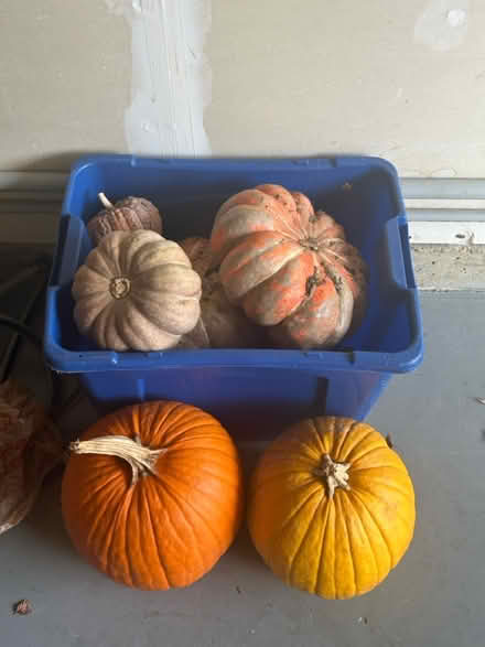 Photo of free Pumpkins for Local Farmer (Academy Hill area/Warrenton) #1