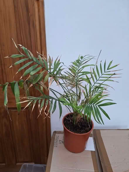 Photo of free Indoor palm plant (Kendal LA9) #1