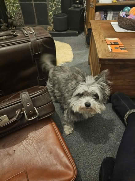 Photo of free 3 old leather suitcases great cond (Home B60) #4