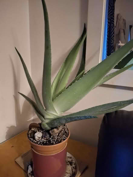 Photo of free Aloe Vera Plant (Garden City OX5) #3