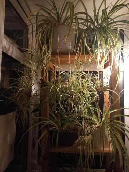 Photo of free Baby spider plants (New Malden KT3) #1