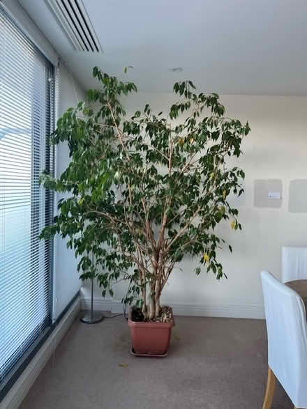 Photo of free Indoor large ficus plant/tree (Oxford OX2) #2