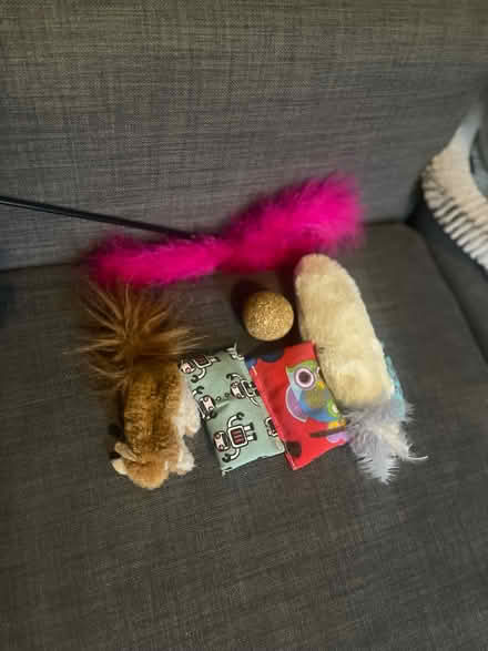 Photo of free Cat toys (Cardonald, Glasgow, G52) #1