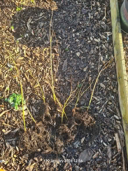 Photo of free Rooted Willow cuttings (Locking BS24) #1
