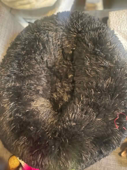 Photo of free Cat bedding (Cardonald, Glasgow, G52) #1