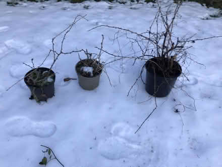 Photo of free Gooseberry shrubs (S5 Longley) #1