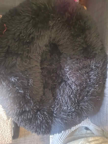 Photo of free Cat bedding (Cardonald, Glasgow, G52) #3