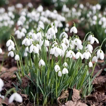 Photo of Snowdrops and Winter Aconites (SK8 Cheadle) #2