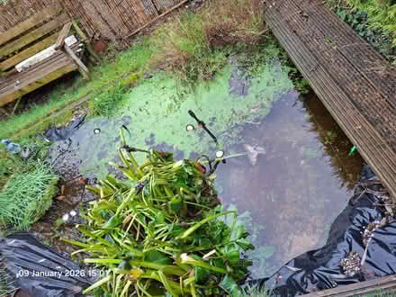 Photo of free Goldfish (Ellesmere Port CH65) #4
